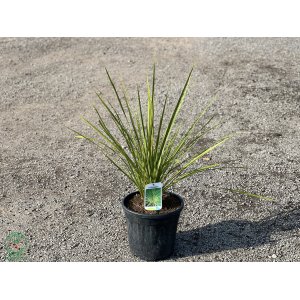 Cordyline Australis  - výška 60-80 cm, kont. C10L (-12°C)